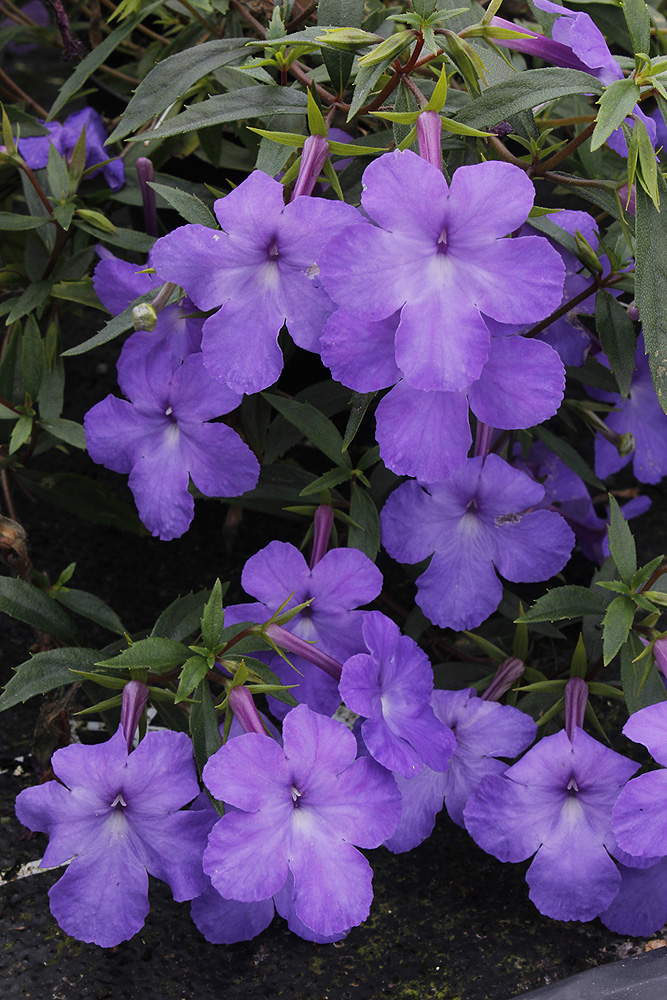Achimenes cettoana widows tears flowers