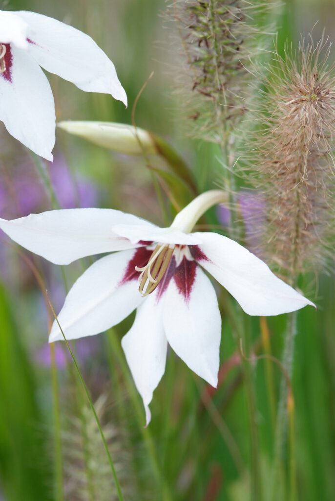 Gladiolus callianthus