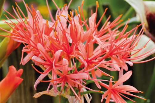 Scadoxus flower pink