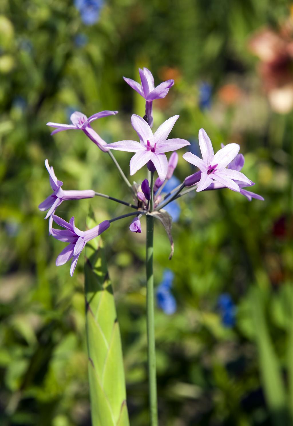 Tulbaghia